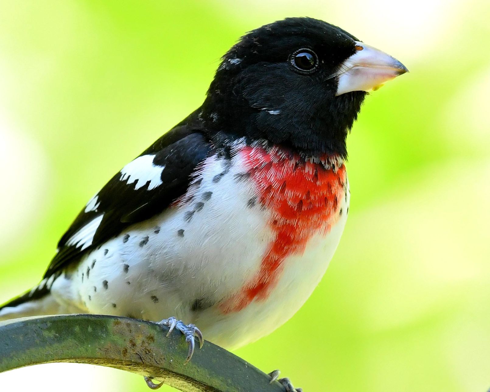 Grosbeak